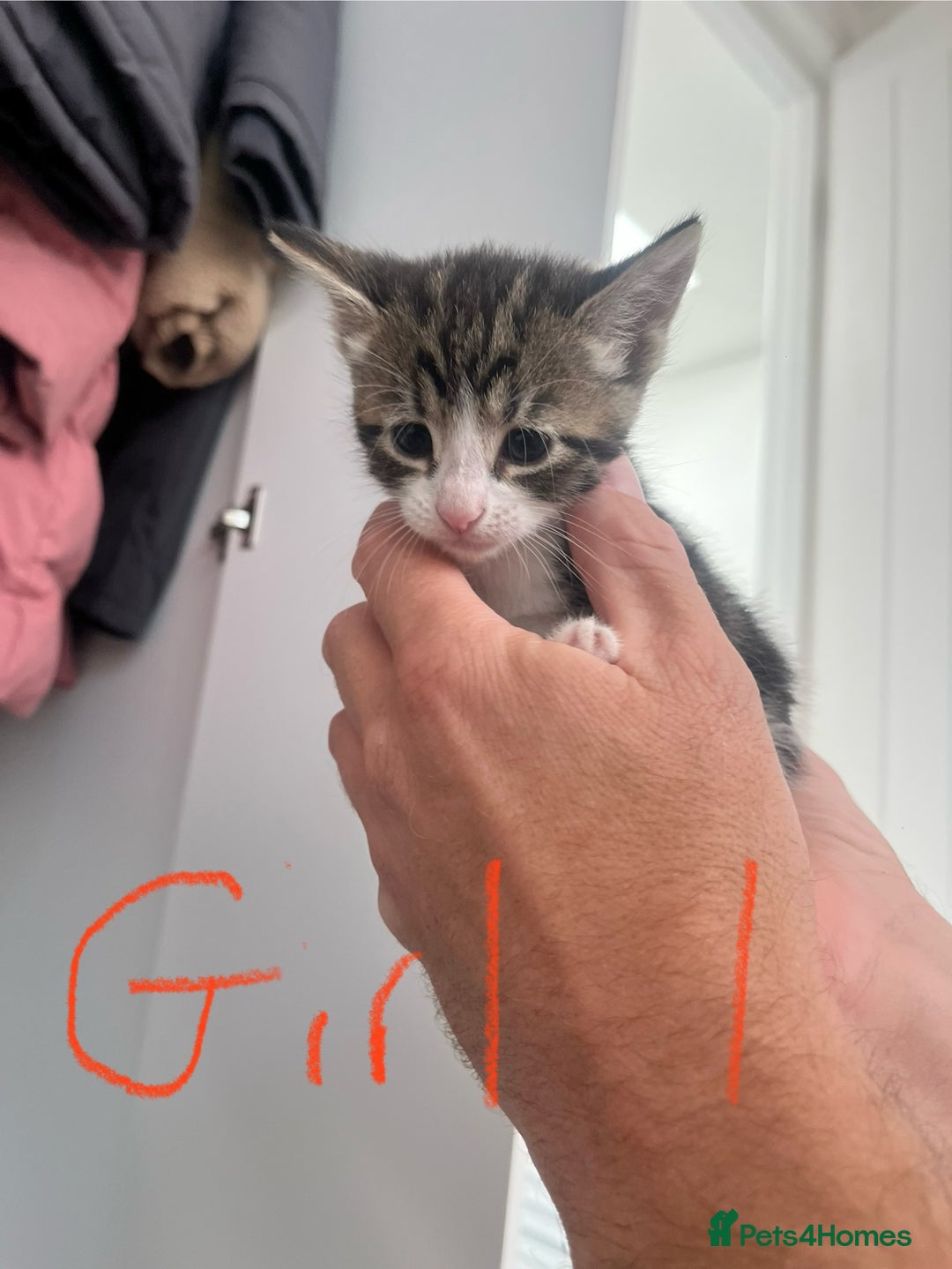 Mixed Breed cats for sale: 8 Gorgeous kittens looking for their forever homes - Image 16