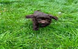 Cockapoo dogs for sale: Beautiful miniature Teddybear Cockerpoos puppies  - Image 8