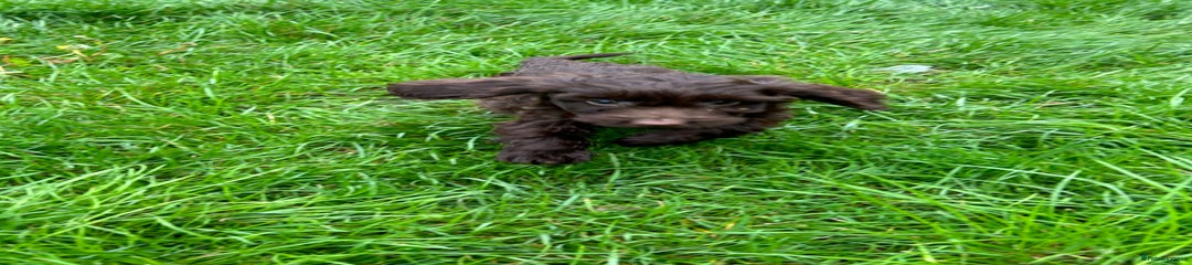Cockapoo Puppy 6