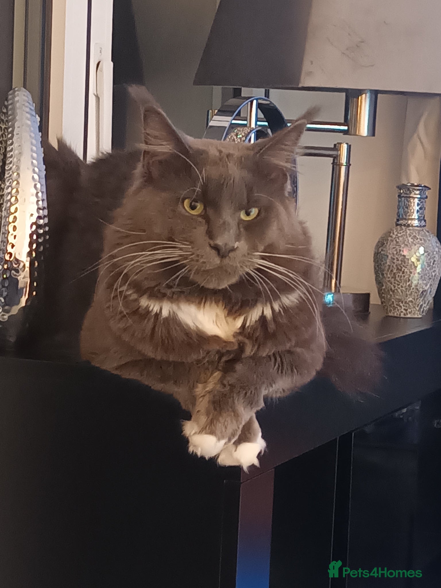 Maine Coon cats Pure breed maine coon - Advert 6