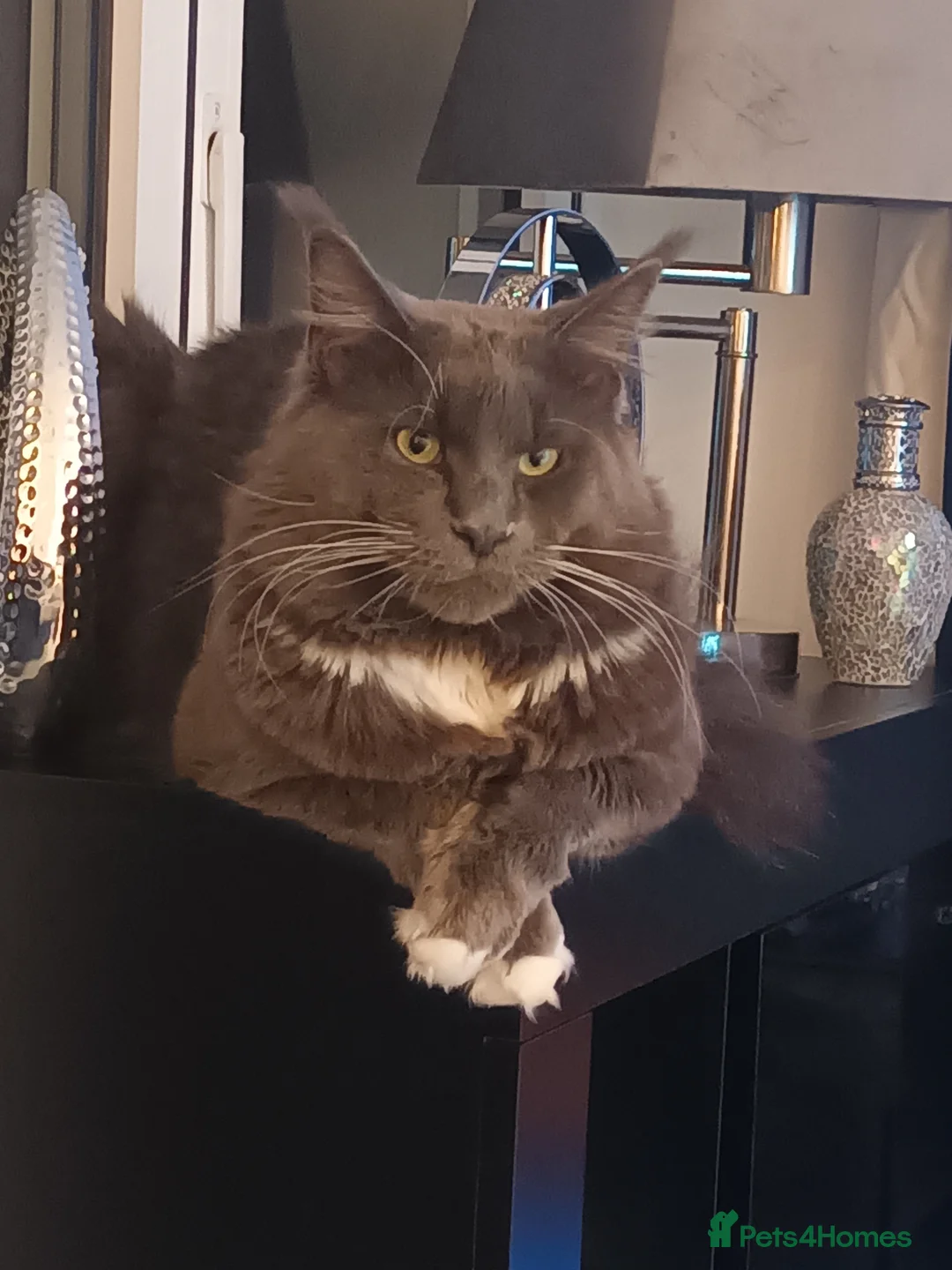 Maine Coon cats for sale: Pure breed maine coon in Maidstone - Advert 1