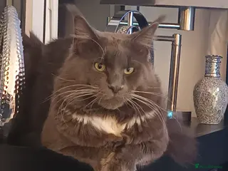 Maine Coon cats Pure breed maine coon - Advert 6