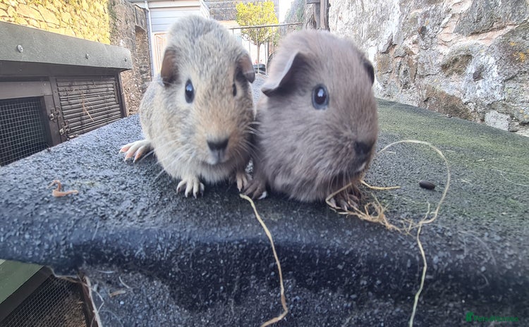 Guinea Pig rodents - Advert 7