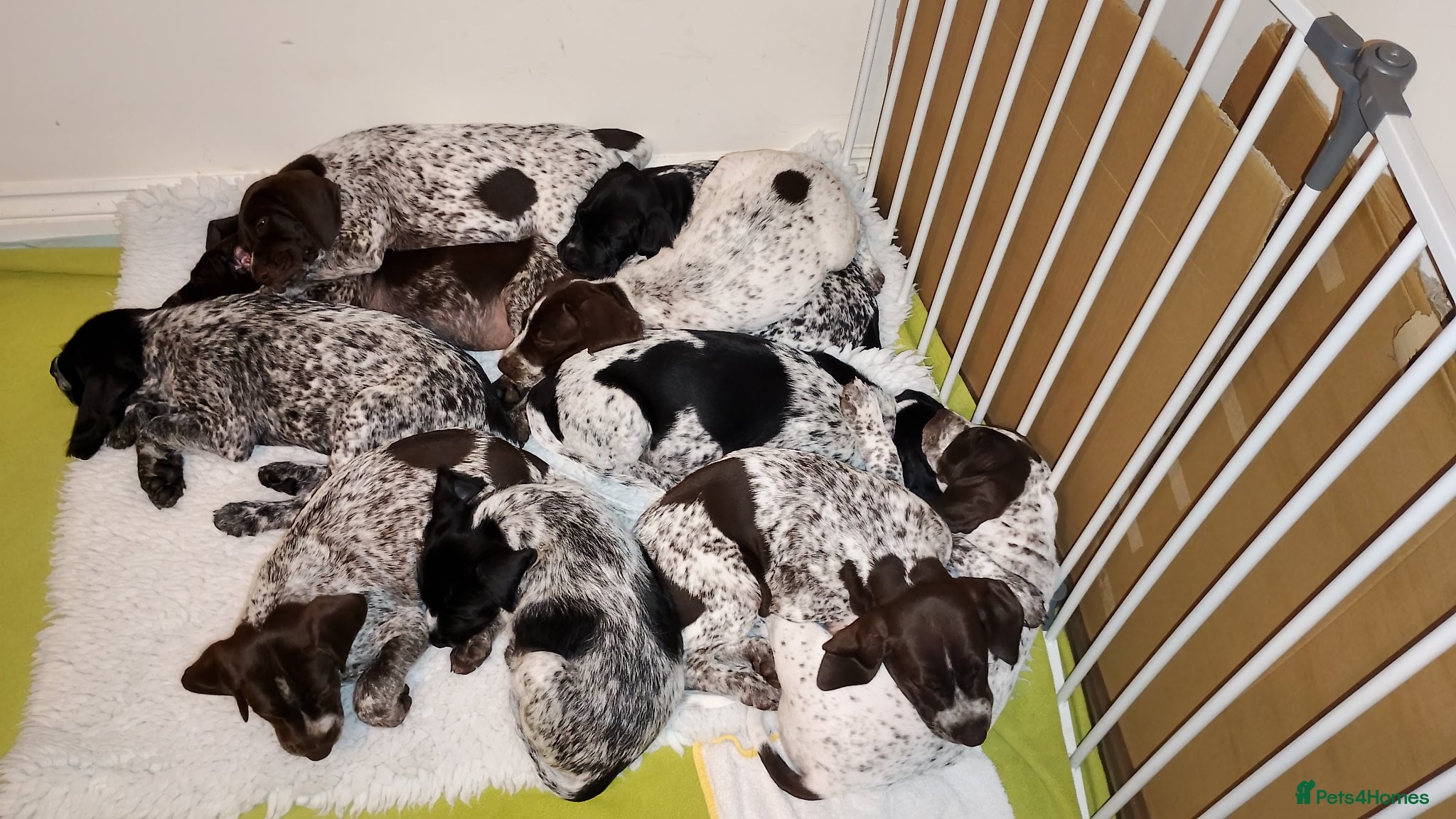 Mixed Breed dogs GSP x GWP puppies - Advert 8