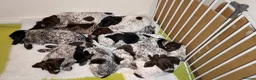 Mixed Breed dogs for sale: GSP x GWP puppies - Advert 1