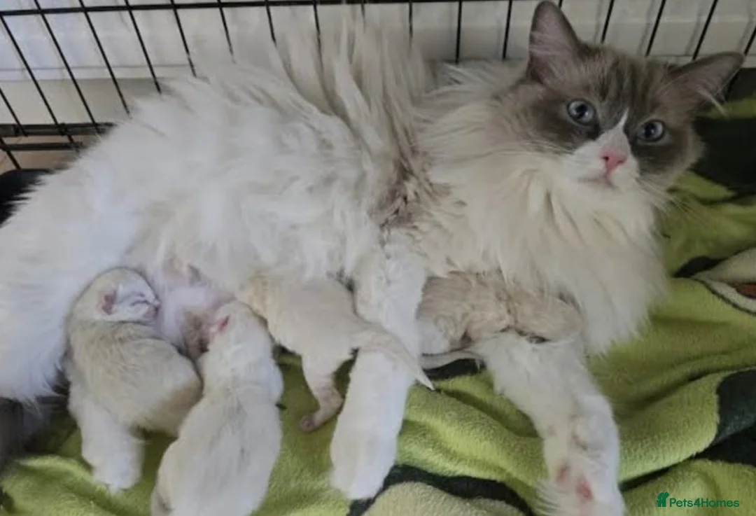 Ragdoll cats for sale: Absolutely Beautiful Seal Point Ragdoll Kitten - Advert 18