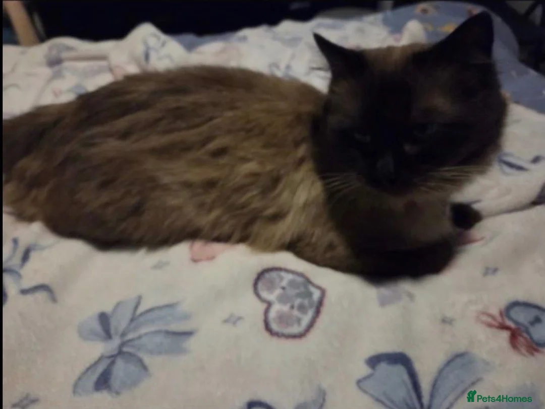 Maine Coon cats for sale: Maincoon x ragdol - Advert 5