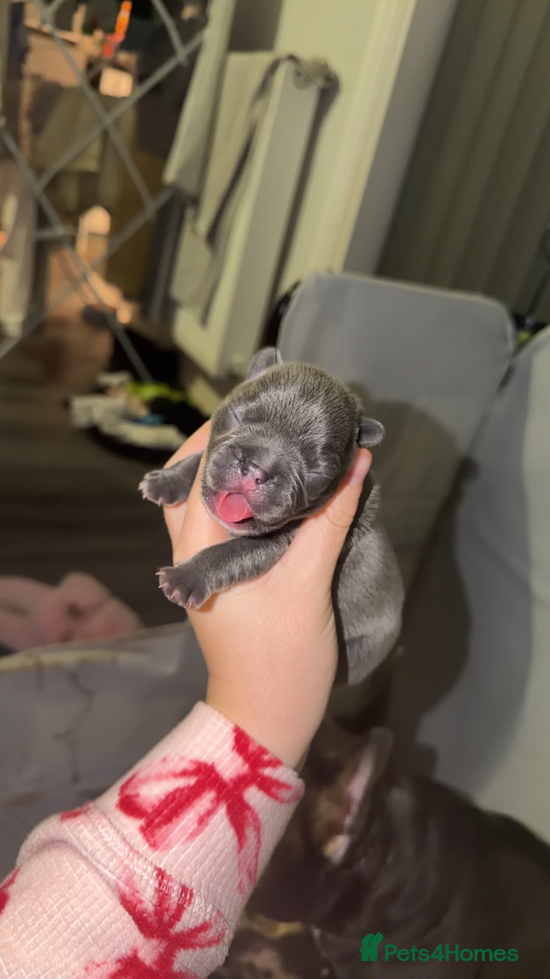 French Bulldog dogs for sale: Gorgeous Lilac, Pink Isabella, & Blue Frenchies - Advert 11