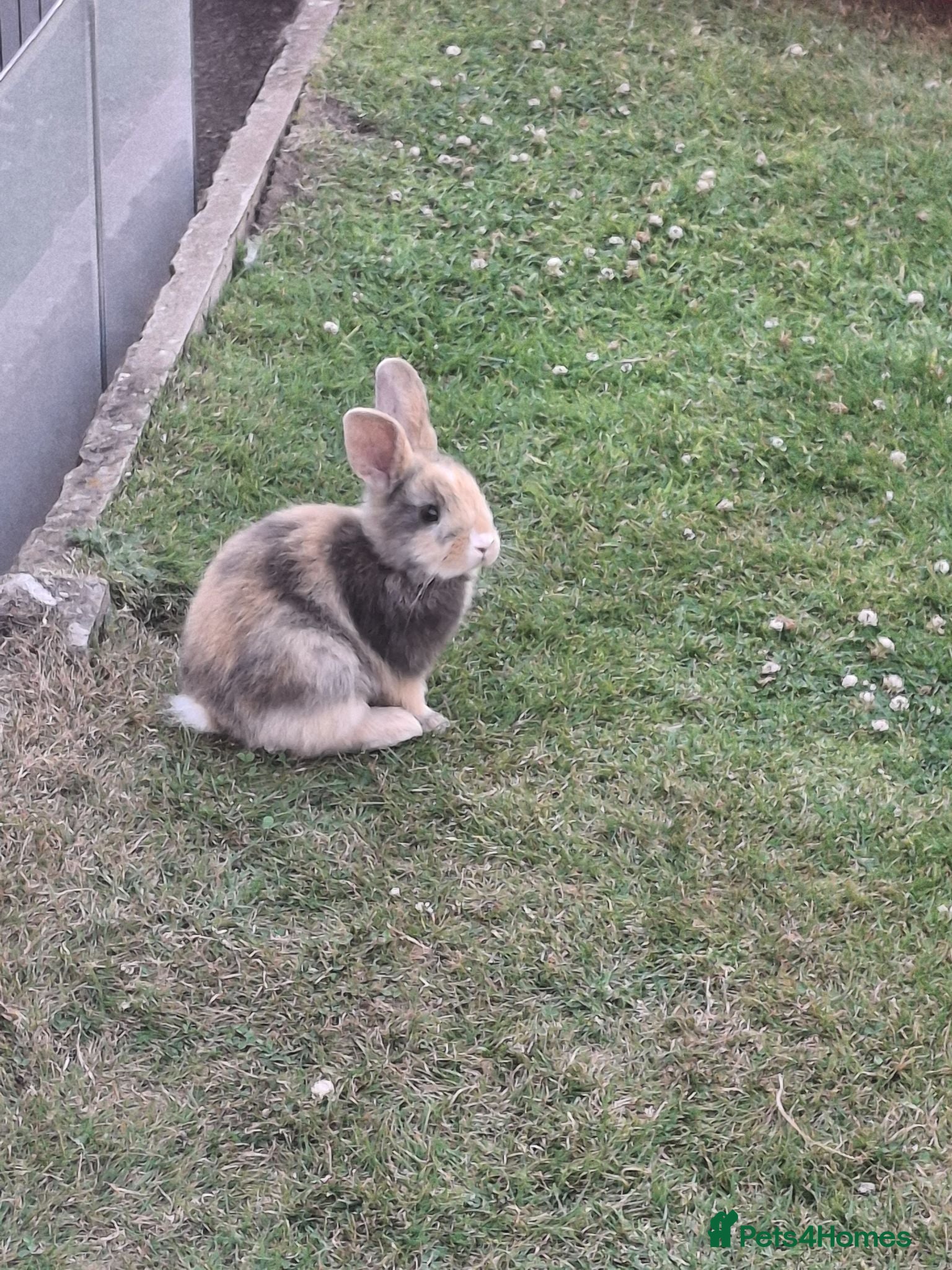 Mixed Breed rabbits Lionhead lops rabbits - Advert 14