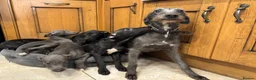 Mixed Breed dogs for sale: Wonderful whippet litter for sale in Ashby-de-la-Zouch - Advert 9