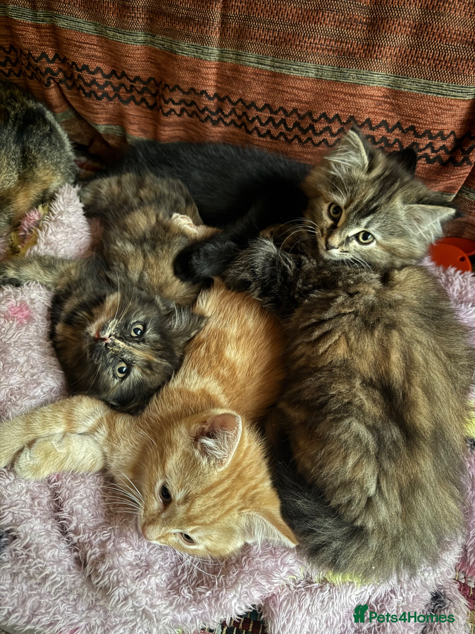 Mixed Breed cats for sale: Beautiful fluffy kittens  - Advert 8