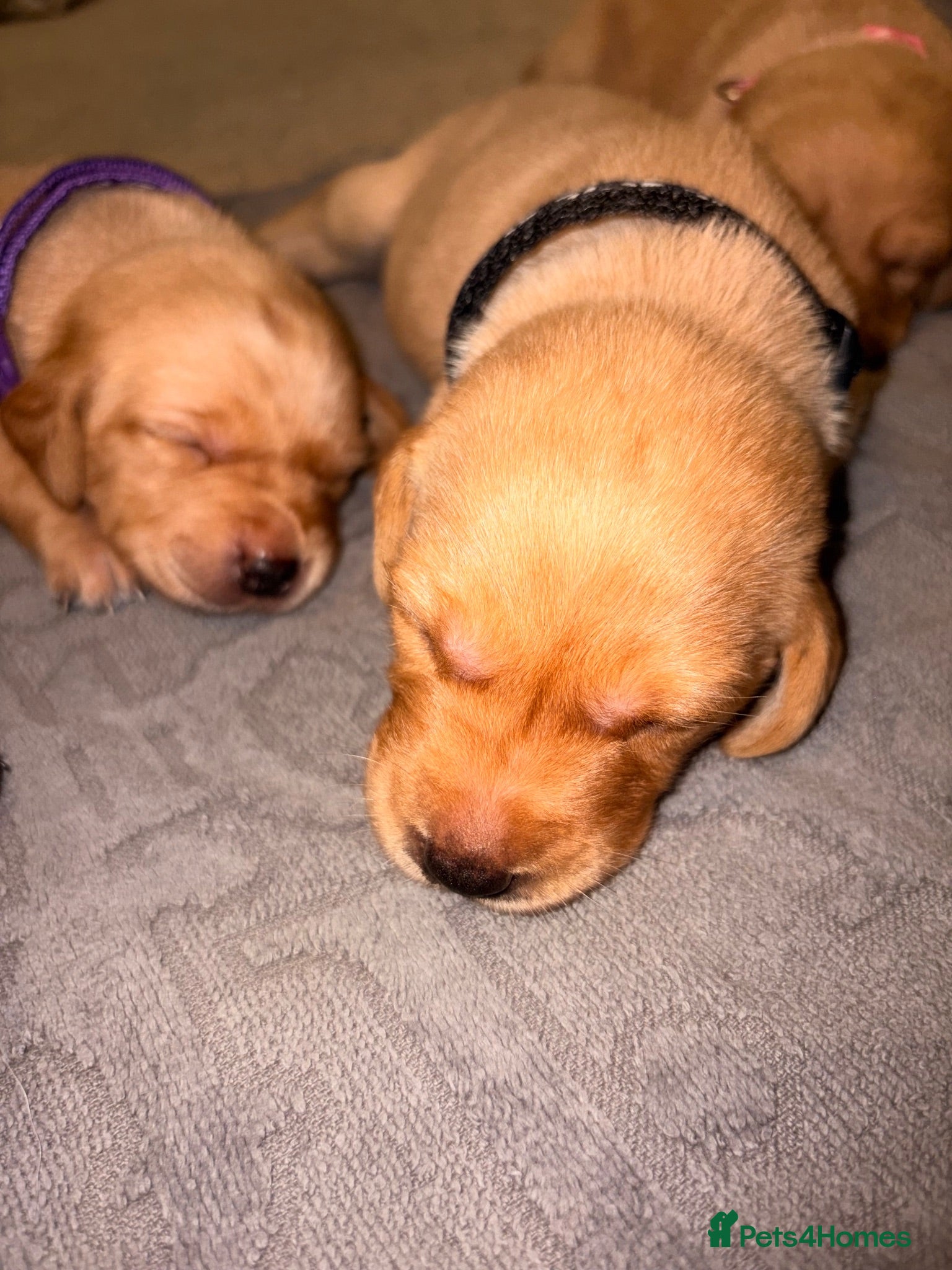 Labrador Retriever dogs  6 Labrador puppies  - Advert 1