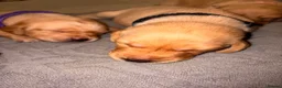 Labrador Retriever dogs for sale:  6 Labrador puppies  - Advert 1