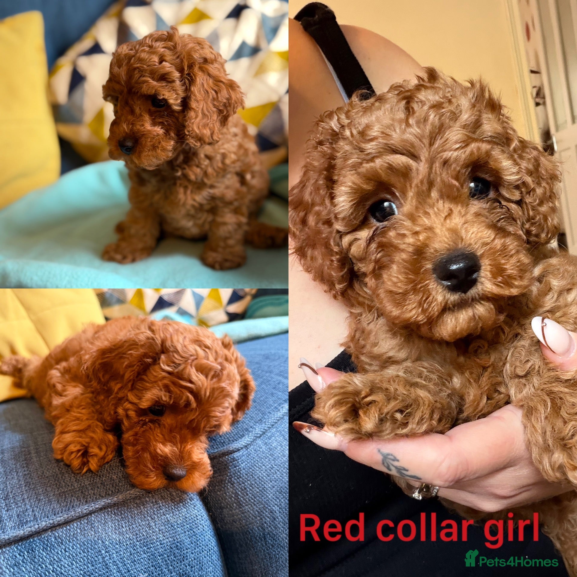 Cavapoo dogs Family reared Cavapoo Puppies *Ready on 30/09!* - Advert 2