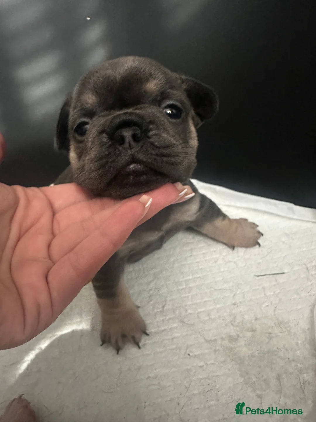 French Bulldog dogs for sale: 💙 Beautiful KC Registered French Bulldog Puppies  - Advert 2