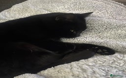 Bombay cats for sale: Beautiful cat for sale - Image 2