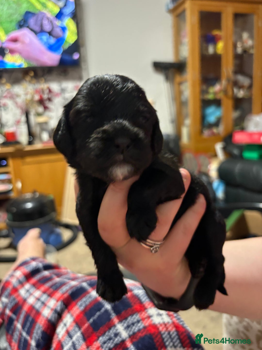 Cockalier dogs for sale: Cocker spaniel - Advert 14