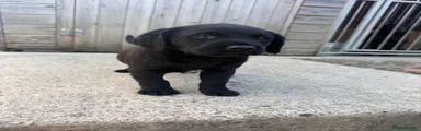 Labrador Retriever 3