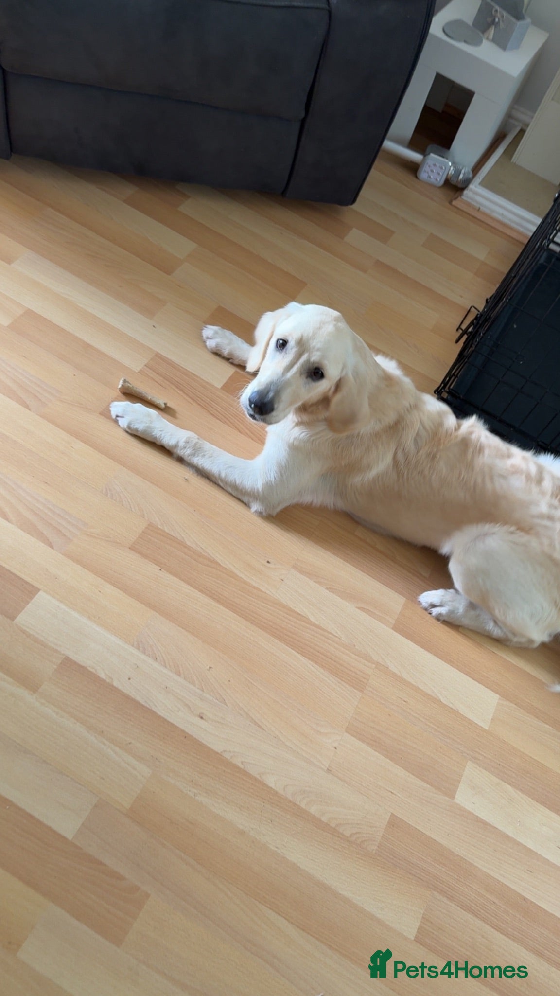 Golden Retriever dogs Kc  6 month old female golden retriever  - Advert 1