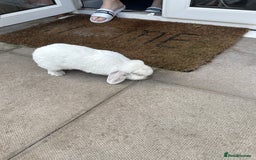 Dwarf Lop rabbits for sale: Little white bunny free to a good home! - Image 4