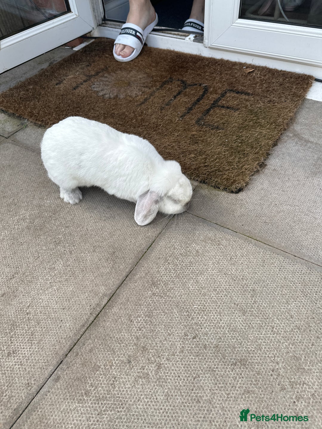 Dwarf Lop rabbits for sale: Little white bunny free to a good home! - Image 4