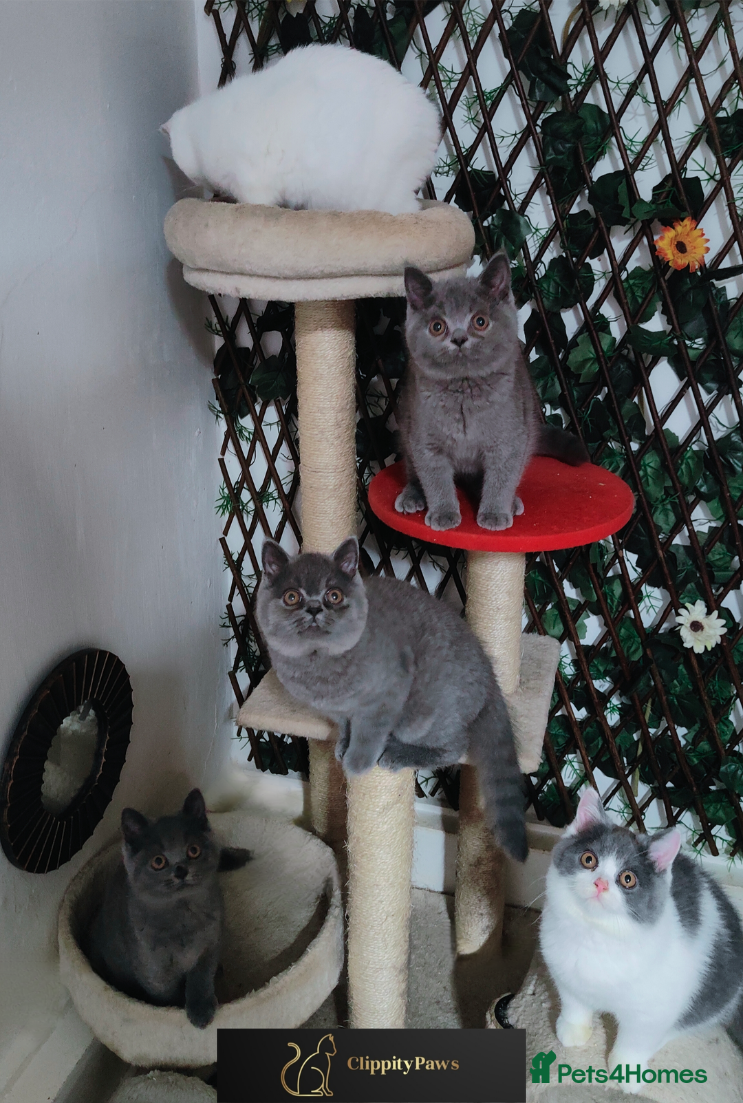 British Shorthair cats for sale: READY NOW GCCF chunky British Shorthair kittens  - Image 15