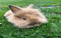 Lionhead rabbits for sale: Lionhead rabbits for sale  - Image 1