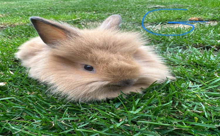 Lionhead rabbits - Advert 13
