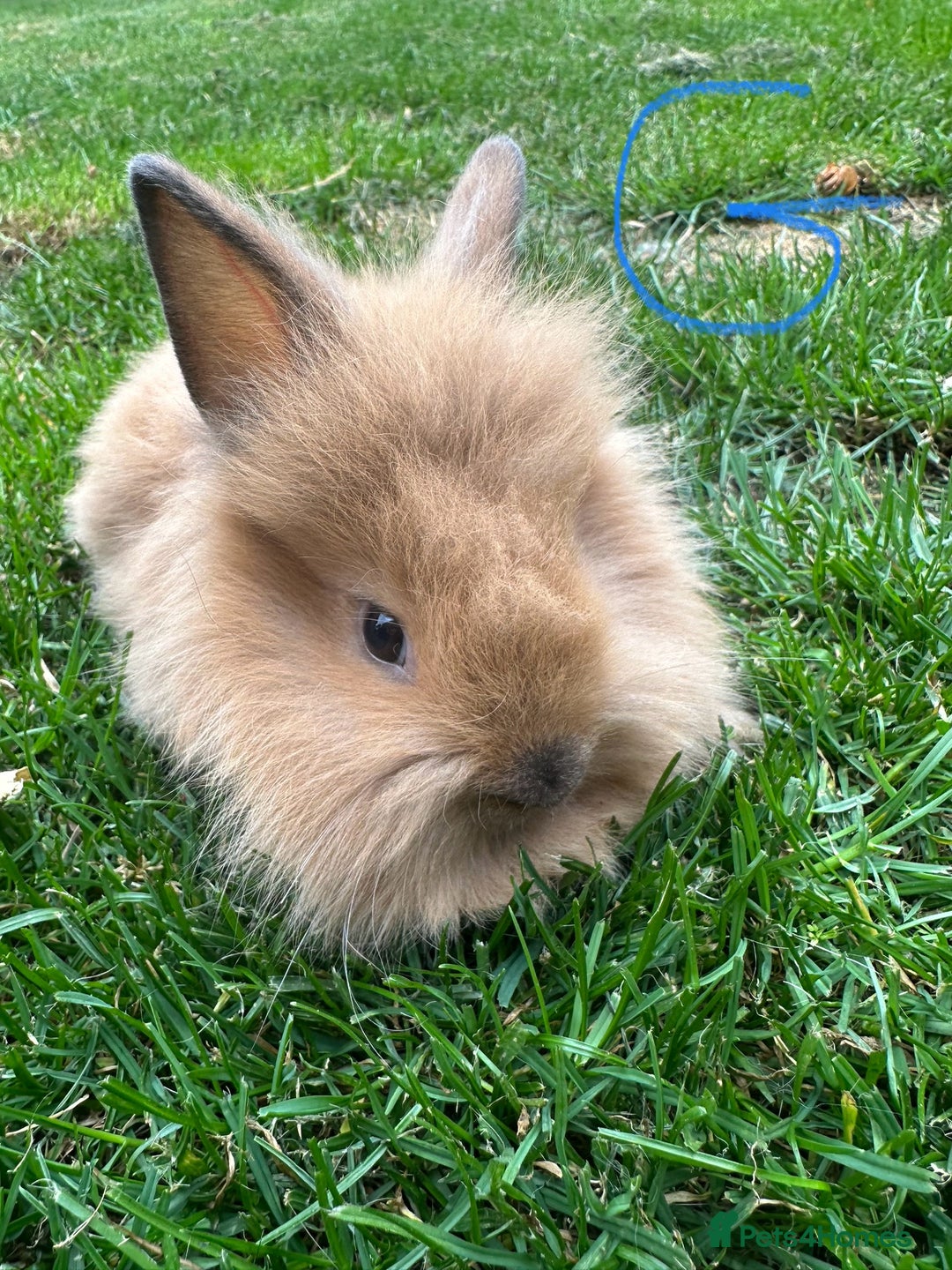 Lionhead rabbits for sale: Lionhead rabbits for sale  - Image 1