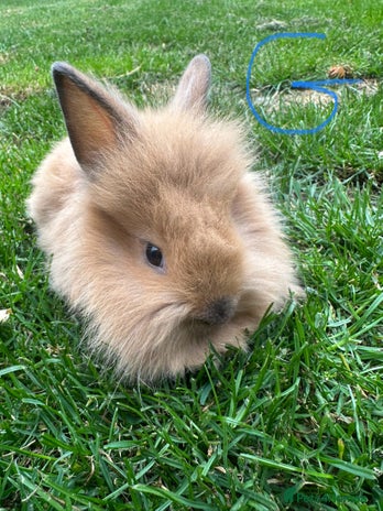 Lionhead rabbits - Advert 3
