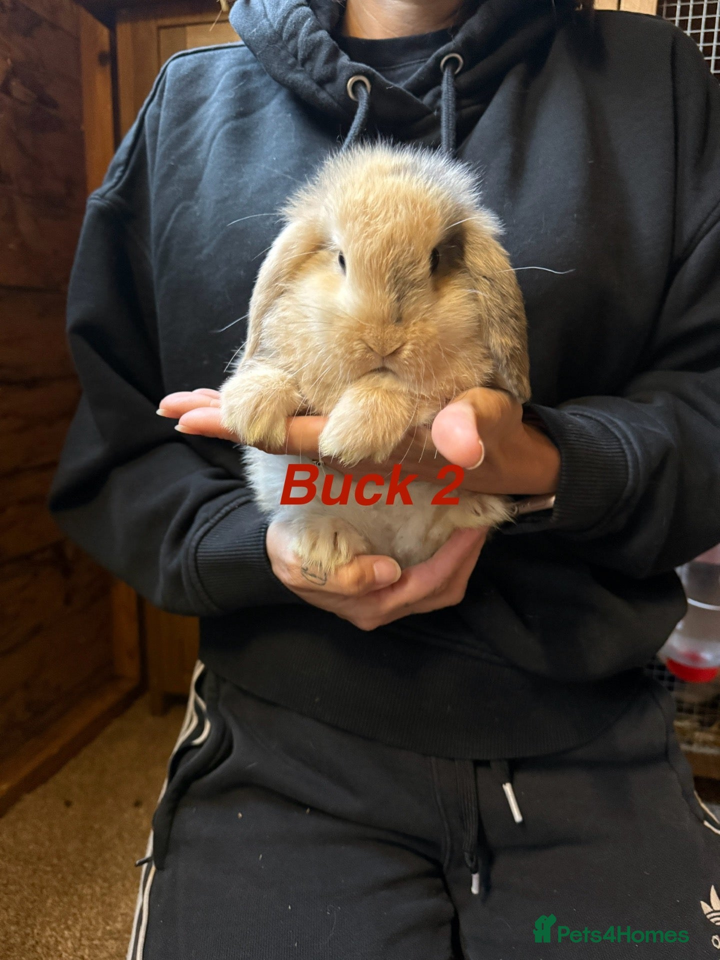 Mini Lop rabbits for sale: Gorgeous mini lop babies - Advert 1
