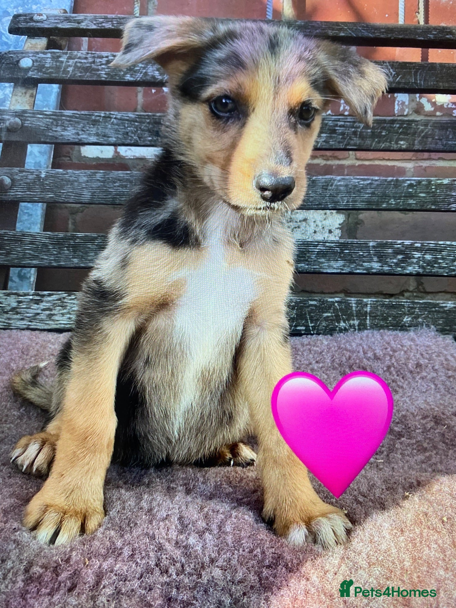 German Shepherd dogs GSD X COLLIE,BIG CHUNKY FARM BRED PUPS. - Advert 7