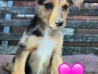 German Shepherd dogs GSD X COLLIE,BIG CHUNKY FARM BRED PUPS. - Advert 7