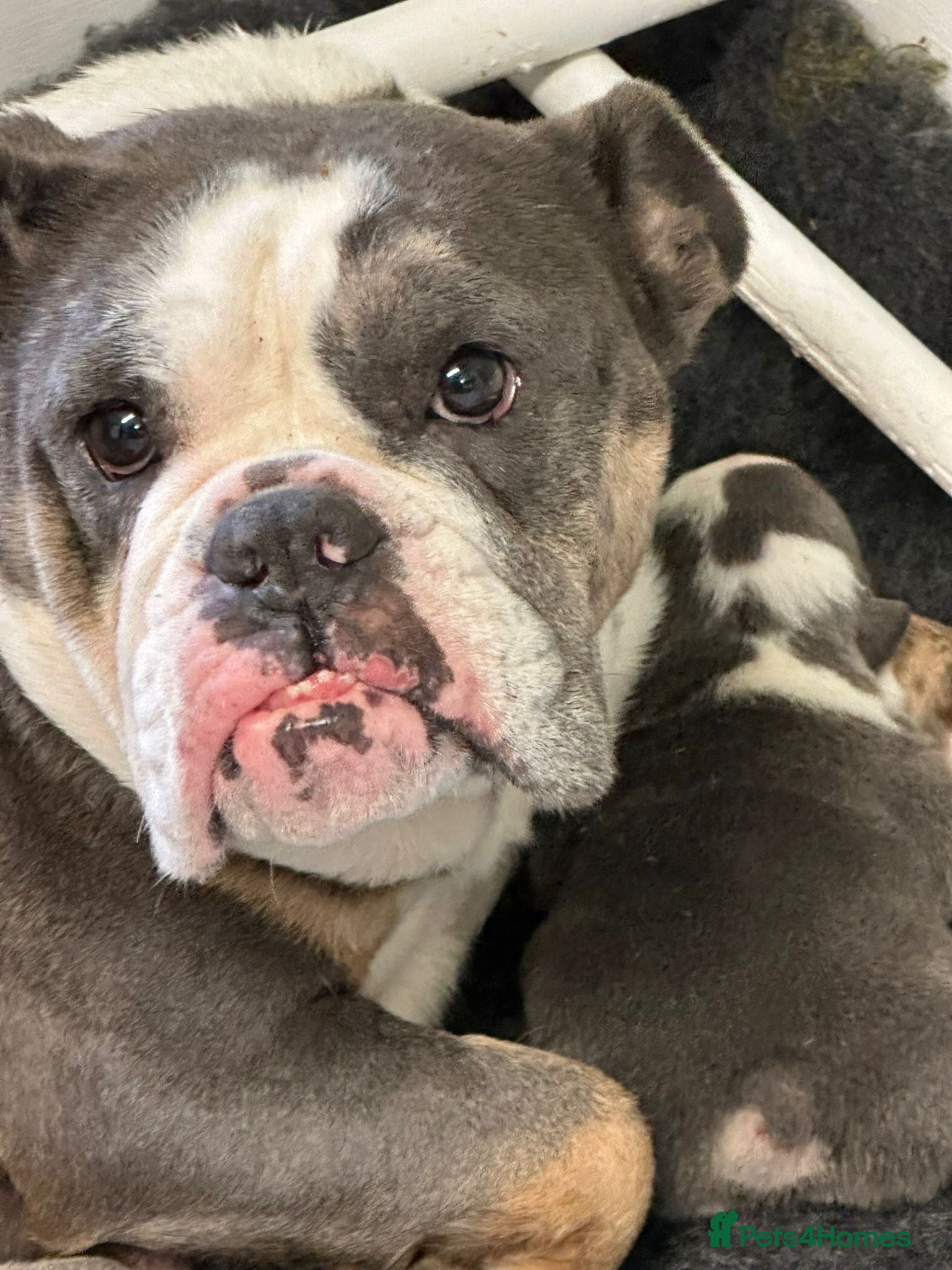 English Bulldog dogs Bulldog puppies  - Advert 4