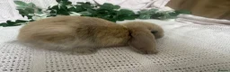 Mini Lop rabbits for sale: Beautiful friendly baby mini lops  - Advert 4