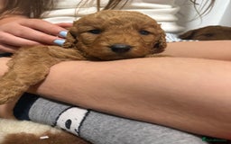 Labradoodle dogs for sale: Stunning miniature labradoodles  - Image 5
