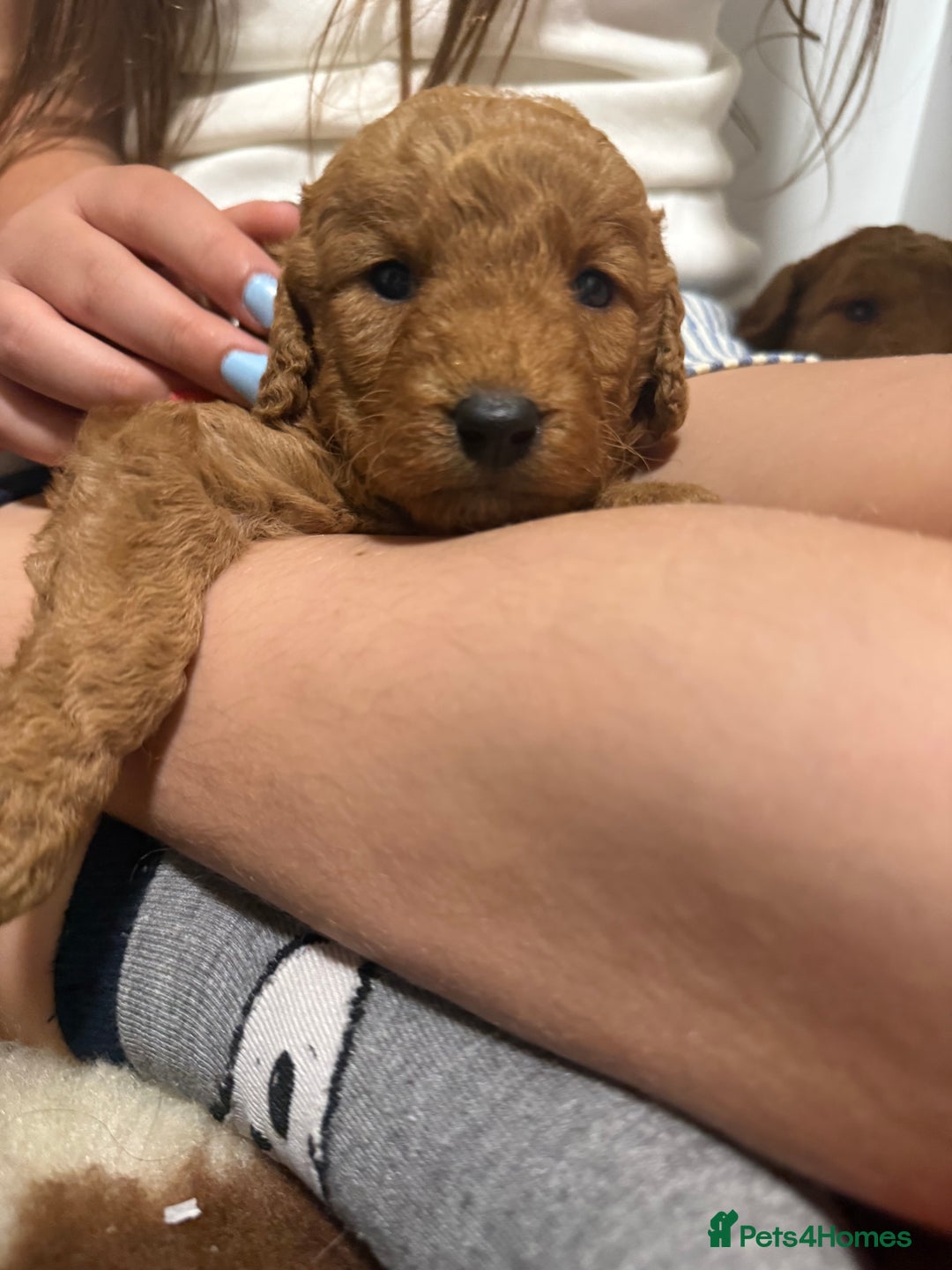 Labradoodle dogs for sale: Stunning miniature labradoodles  - Image 5
