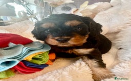 Cavapoo dogs for sale: F1 Cavapoos  - Image 15