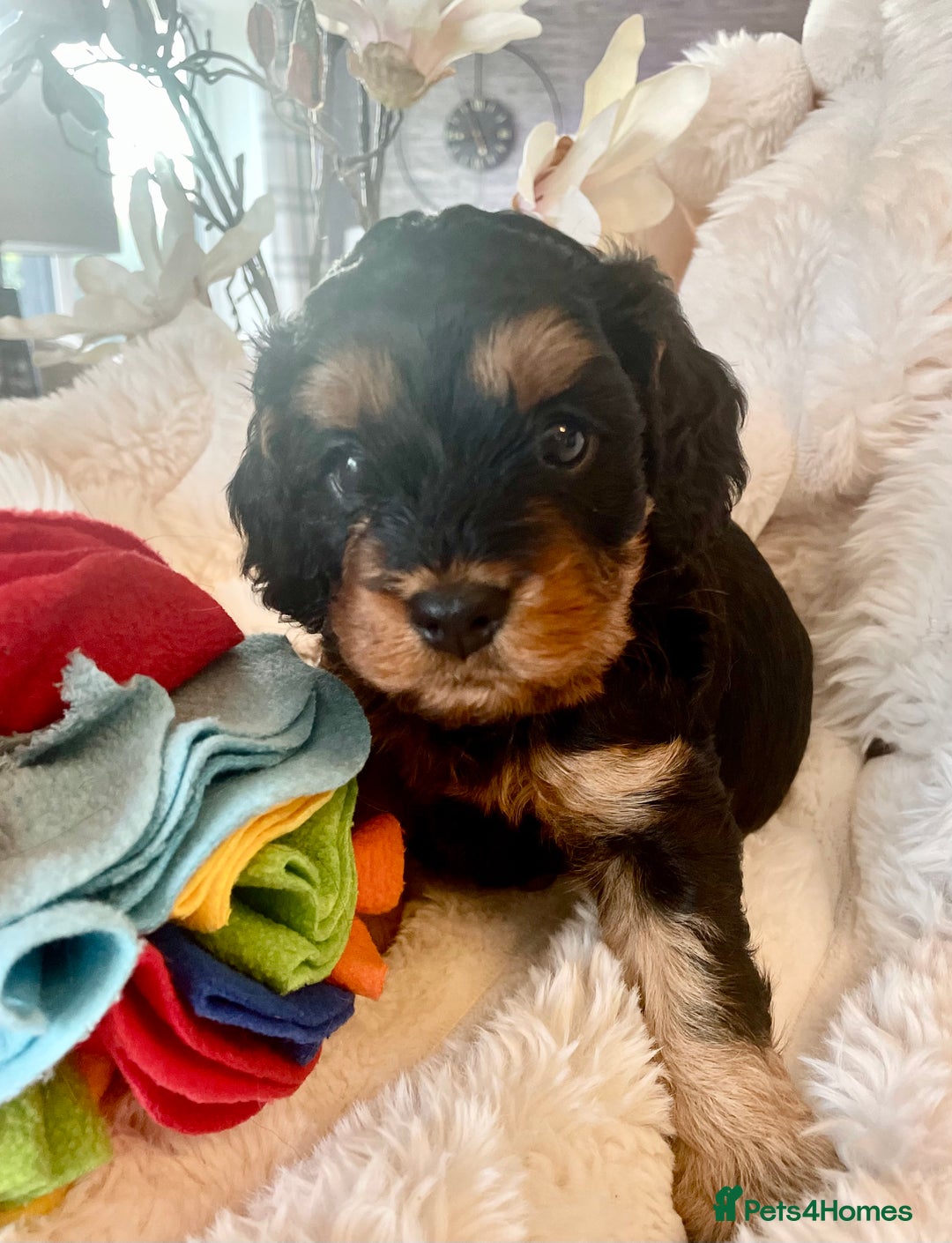 Cavapoo dogs for sale: F1 Cavapoos  - Image 15