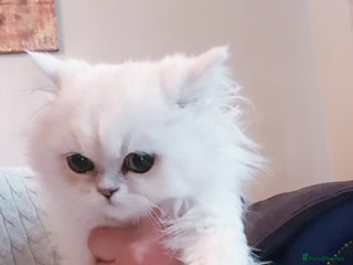 Persian cats 💖Beautiful Pedigree Chinchilla Persian Kittens. - Advert 15