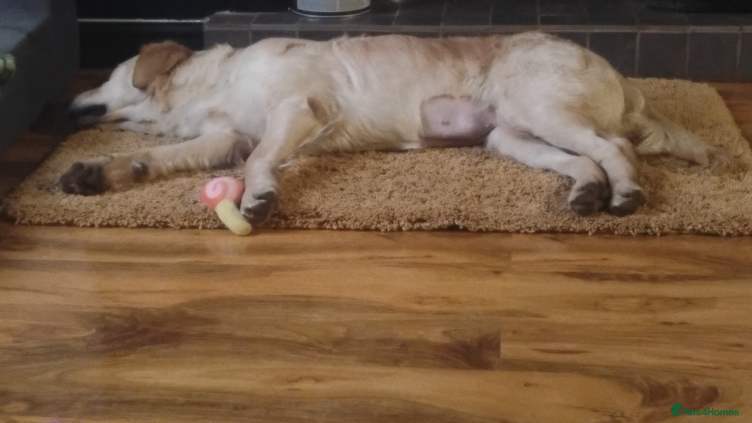 Golden Retriever dogs for sale: KC Registered golden retriever spayed female  - Advert 2