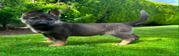 German Shepherd dogs for sale: The ultimate german shepherd pups in Doncaster - Advert 3