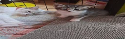 Ragdoll cats for sale: 5 ragdoll cross kittens  - Advert 19