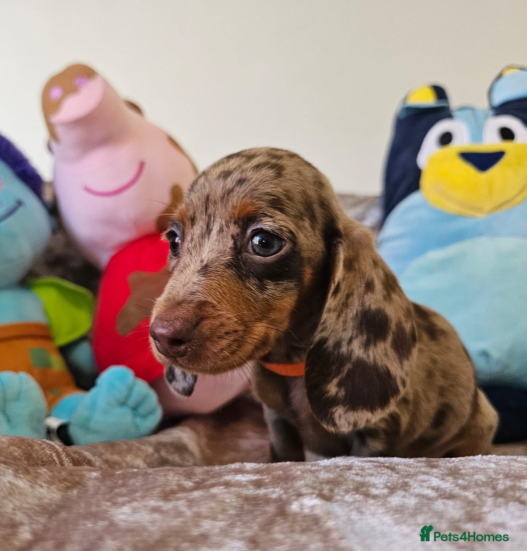 Dachshund dogs for sale: Charming Mini Dachshund Puppies  - Advert 8