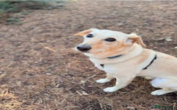 Mixed Breed dogs for adoption: Snow- surrendered by her family after 5 years  - Image 1