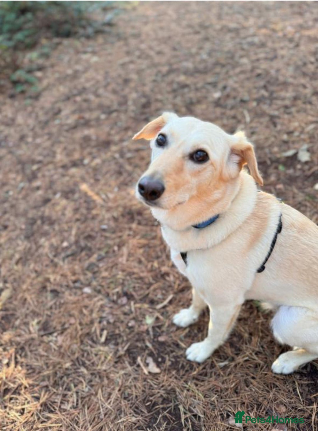 Mixed Breed dogs for adoption: Snow- surrendered by her family after 5 years  - Image 1