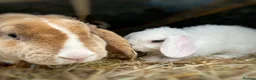 Mini Lop rabbits for sale: Gorgeous and friendly Mini Plush Lop Babies - Advert 2