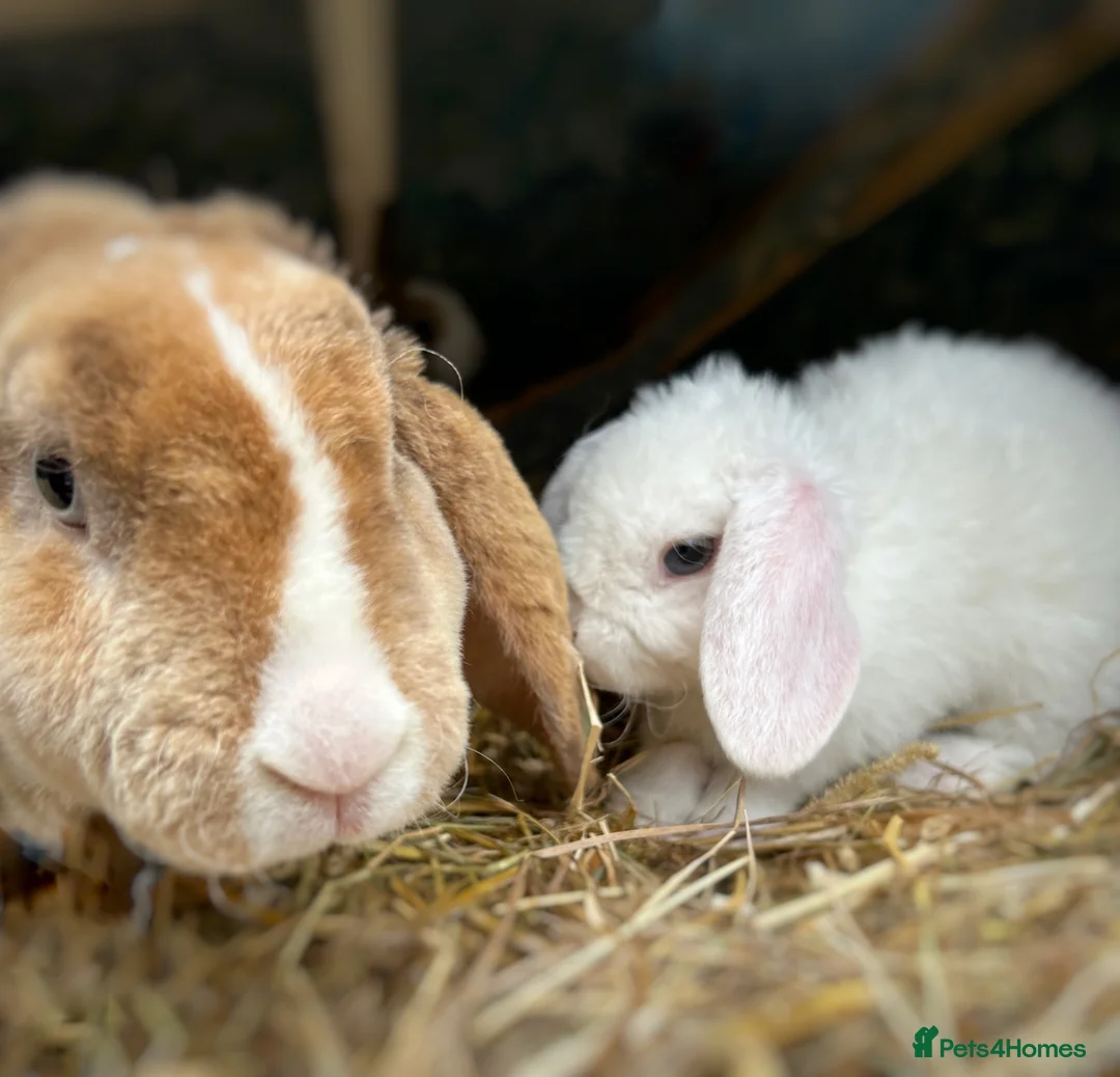 Mini Lop rabbits for sale: Gorgeous and friendly Mini Plush Lop Babies - Advert 2