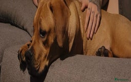 Mixed Breed dogs for sale: French x English mastiff  - Image 1