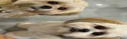 Lhasa Apso dogs for stud: STUD ONLY  - Advert 2